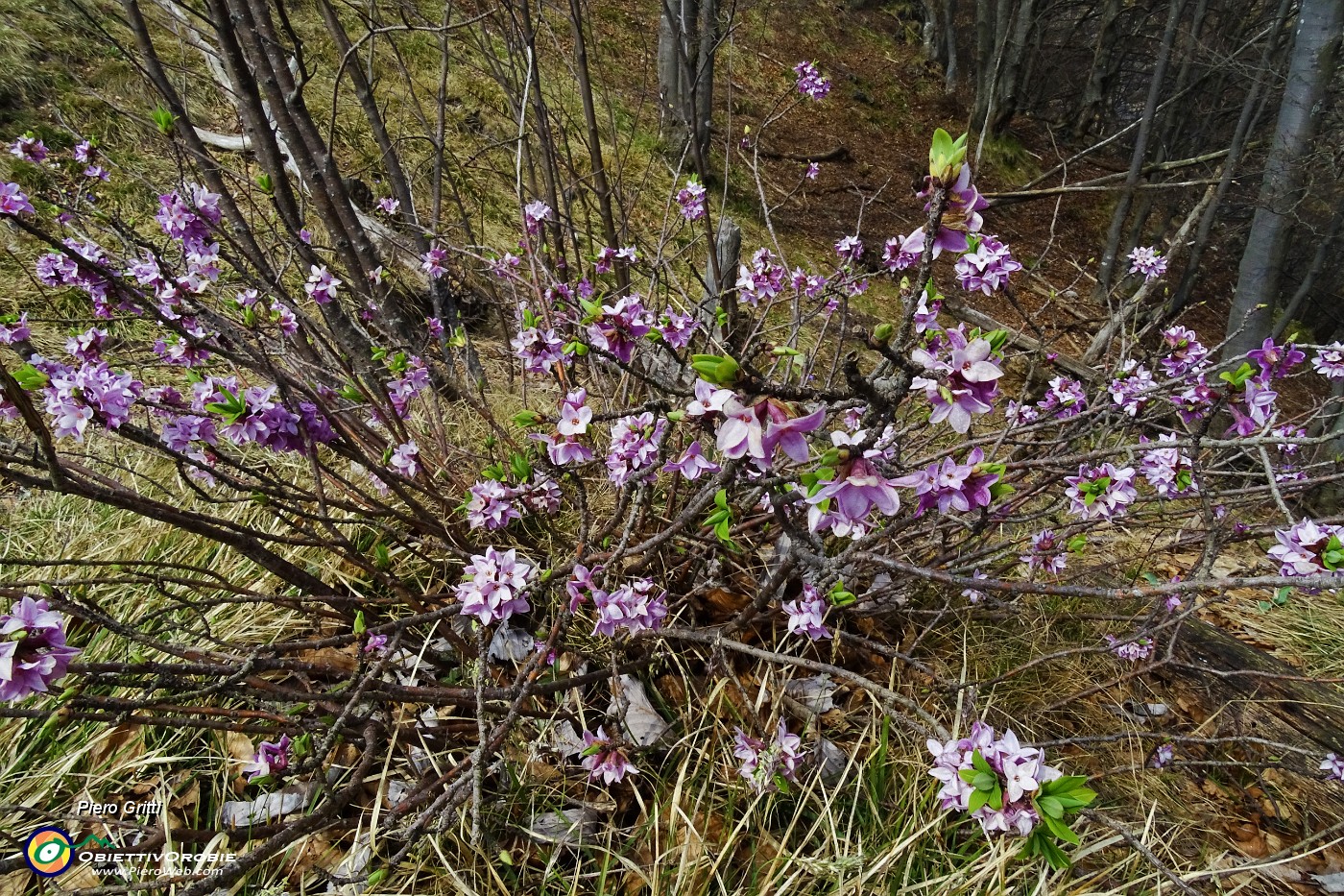 77 Fiori di stecco (Daphne cneorum).JPG -                                